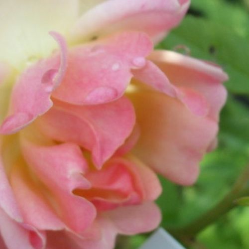 Rosen Online Kaufen - Gelb - kletterrosen - diskret duftend - Rosa Phyllis Bide - S. Bide & Sons, Ltd. - Ihre kleinen, angenehm duftenden, apricotfarbenen Blüten blühen in Gruppen.